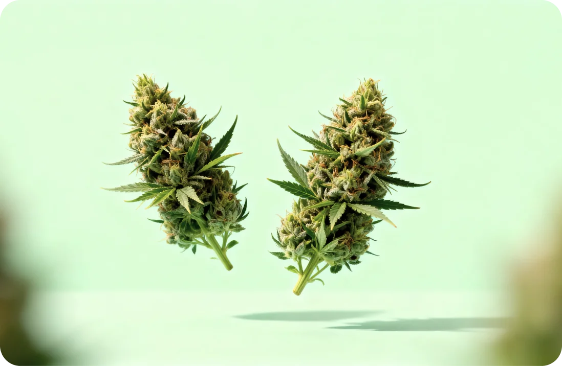 Cannabis - Was ist der Unterschied zwischen Indica und Sativa?