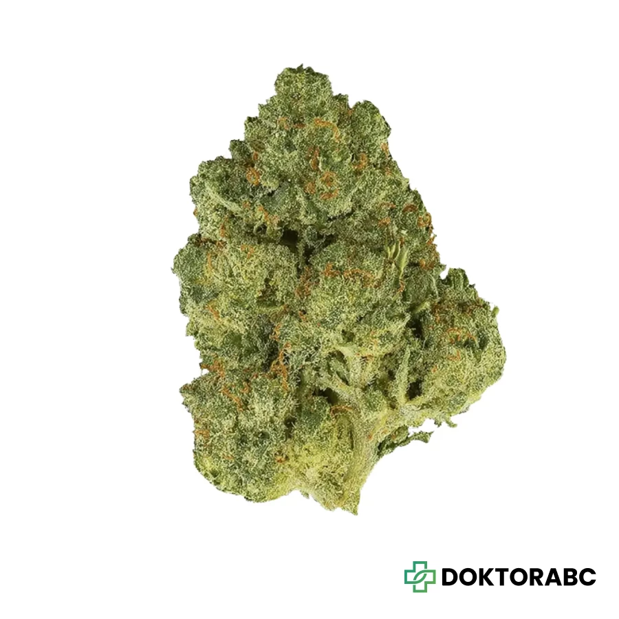 Dark Red 22/1 Guava Bomba