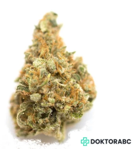 Pop up No.39 King’s Kush