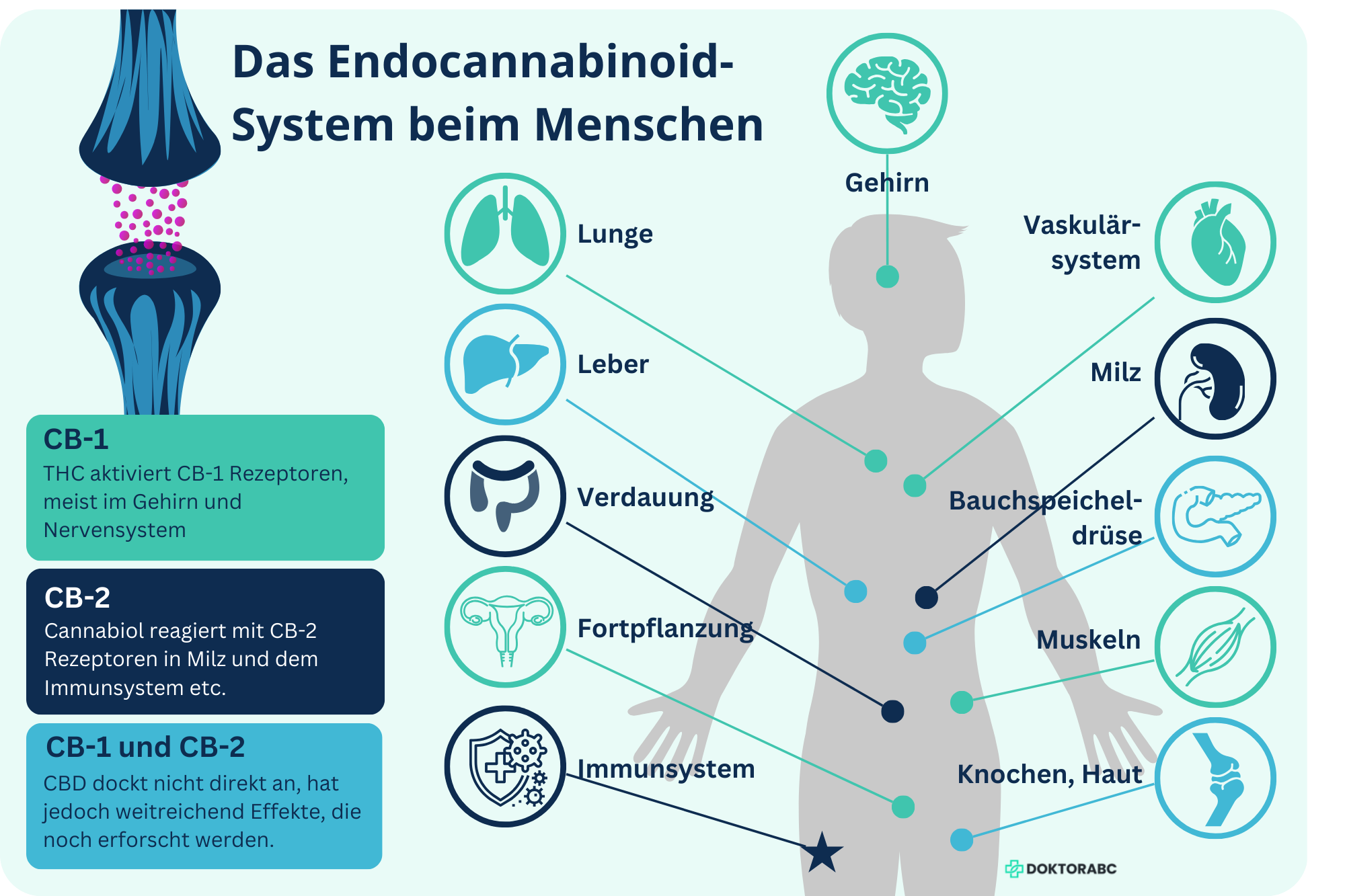 Cannabis Wirkung: Vorteile und Risiken | DoktorABC