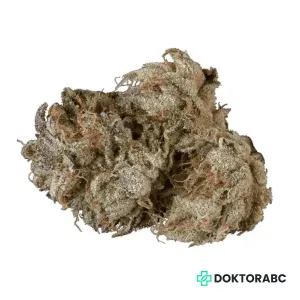 Medizinisches Cannabis 8 Ball Kush