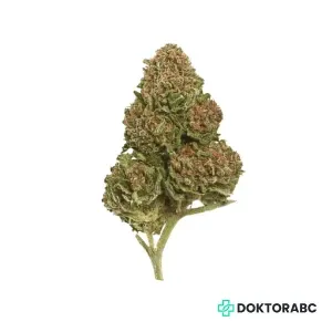 Medizinisches Cannabis Exodus Cheese