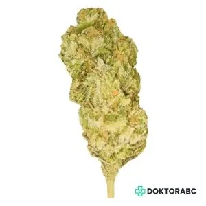 Medizinisches Cannabis Peyote Critical