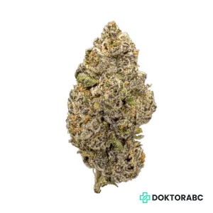 Medizinisches Cannabis Apple Fritter x Purple Punch