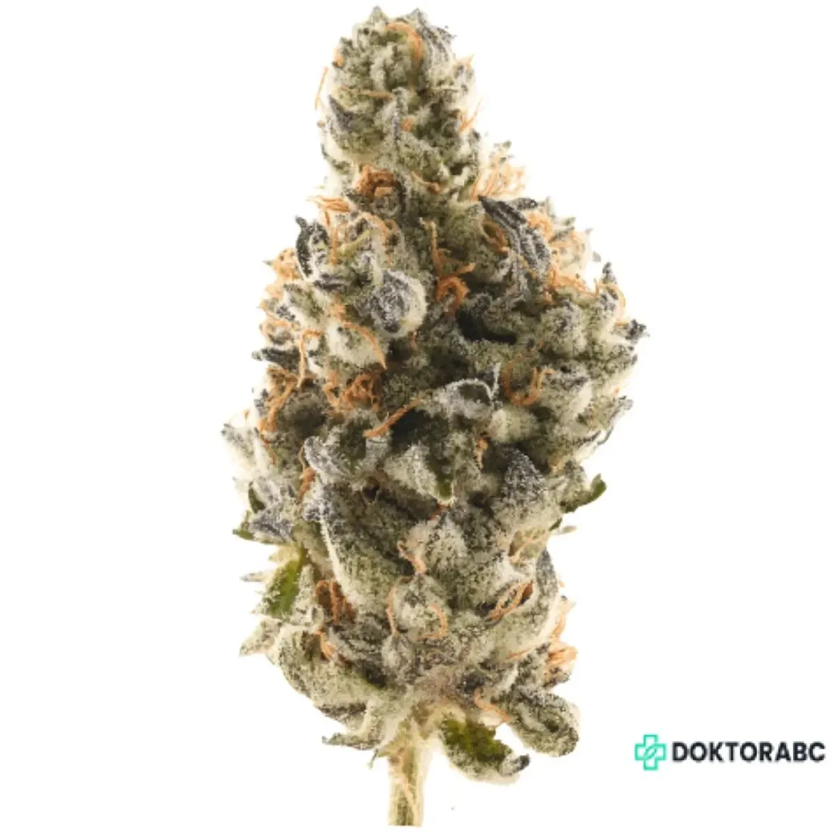 Medizinisches Cannabis White Truffle